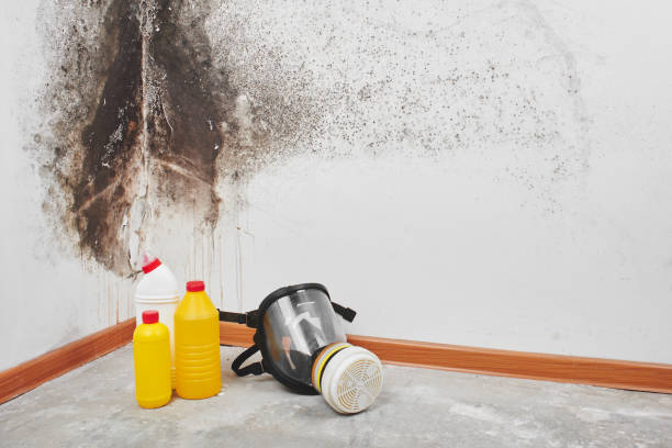 Reliable Hubbard, TX Mold Removal Solutions