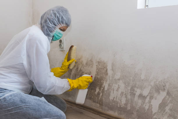 Best Crawl Space Mold Removal  in Hubbard, TX